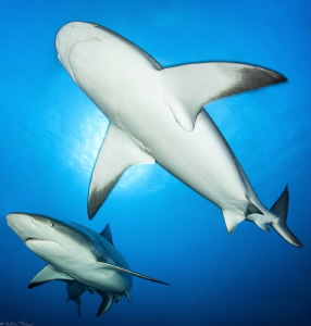 2 Carcharhinus perezi by Mathieu Foulquié 